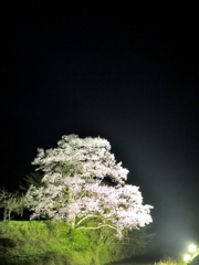 一本夜桜と星空