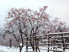 忘れられた柿　とある山里での風景