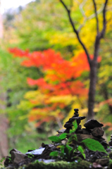 京都　三尾巡り　世界遺産　栂尾山高山寺Ⅴ