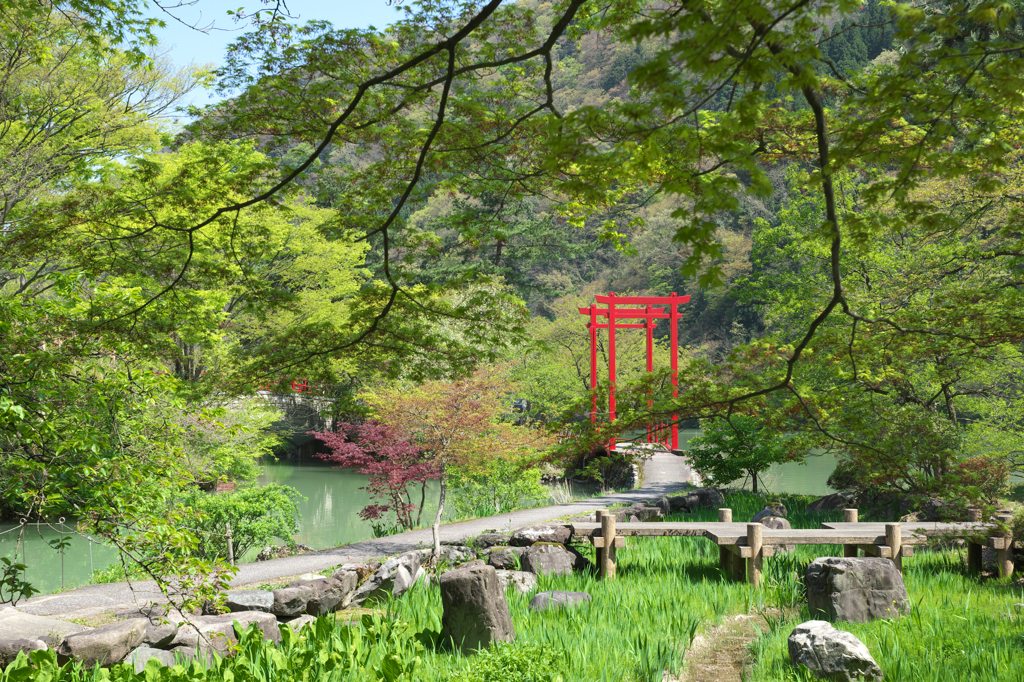 新緑眩し庄川峡
