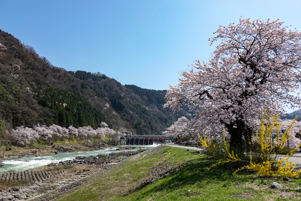 庄川清流と桜堤防 その2