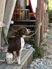 仮の姿・・・山小屋の番犬