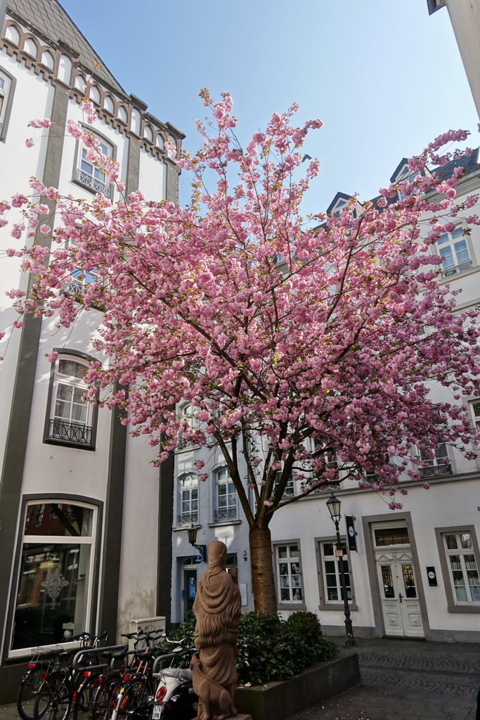 ドイツの桜情景 その１ @コブレンツ