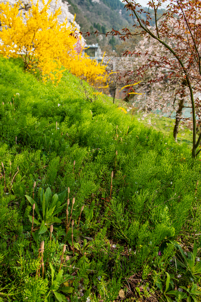 庄川・桜めぐりⅡ その9