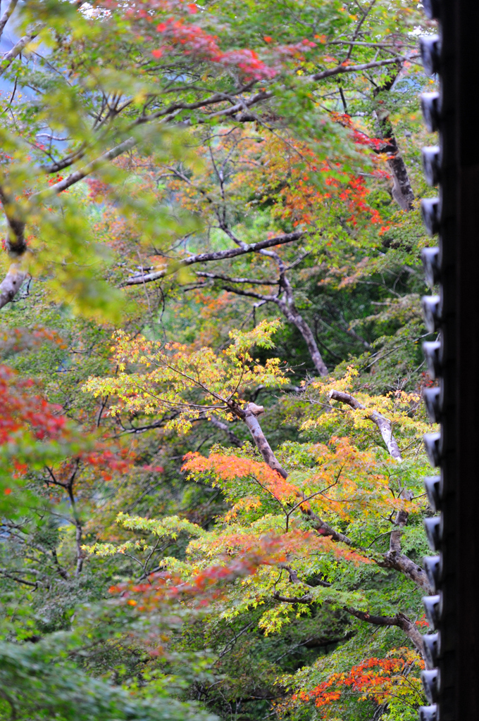 京都　三尾巡り　槙尾山西明寺Ⅴ