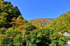 紅葉を求めて白山の懐へ♪