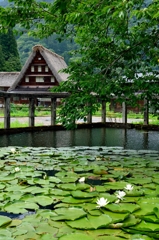 信仰の　厚き五箇山　睡蓮花