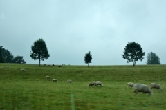 ドイツ＆ベルギーの旅　南ドイツ田園風景
