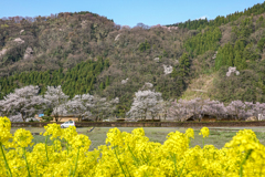 庄川・桜めぐり その16