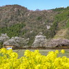 庄川・桜めぐり その16