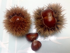 散歩のお土産　秋の味覚