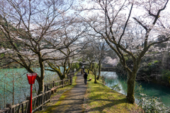 庄川・桜めぐり その11