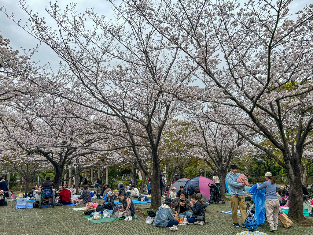 東京桜模様＠行船公園