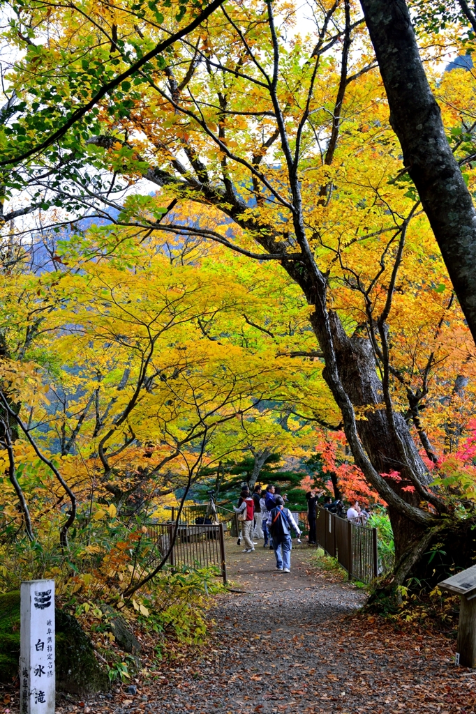 錦秋　白水の滝観望台