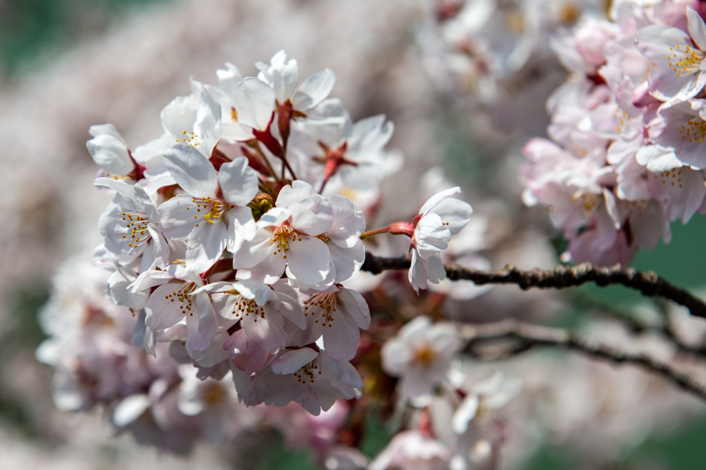 桜ボンボン♪