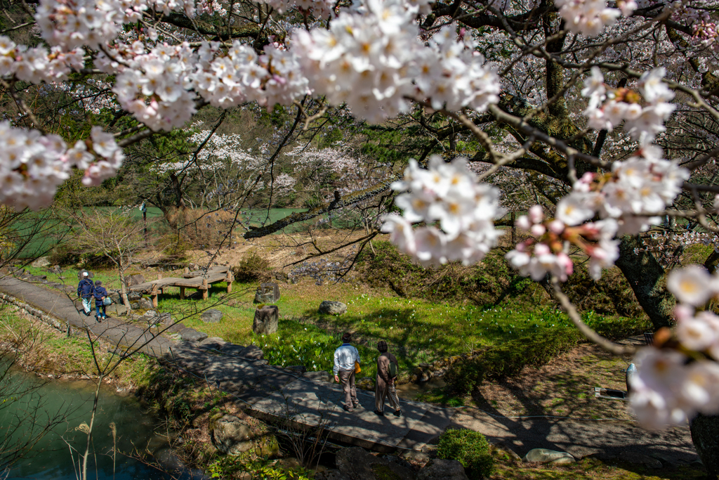 庄川桜散策♪