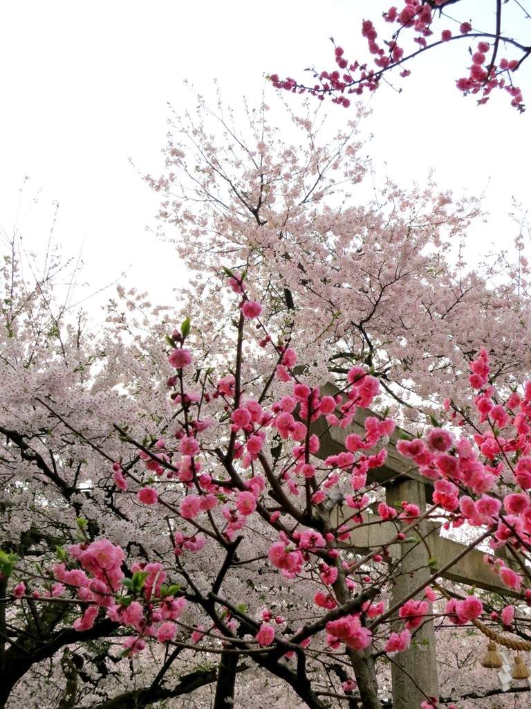 梅と桜のコラボ♪