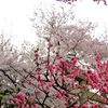 梅と桜のコラボ♪