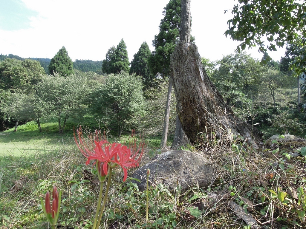 一乗谷・彼岸花