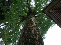 神社の木