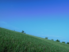 毒にも薬にもならない風景