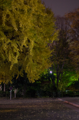 夜紅1