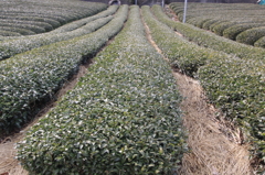 どこまで続く茶畑