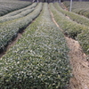 どこまで続く茶畑