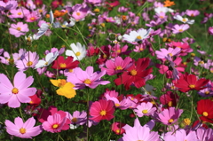 コスモスの花