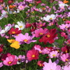 コスモスの花