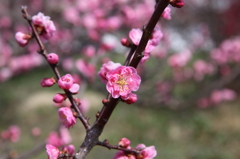 梅の花