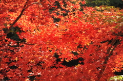 紅葉