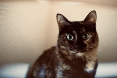 ねこちゃん