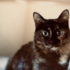 ねこちゃん