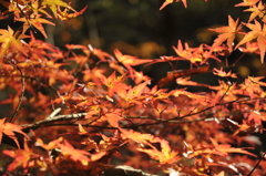 紅葉