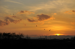 白鳥と夕焼け