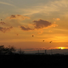 白鳥と夕焼け