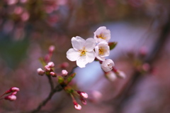 桜