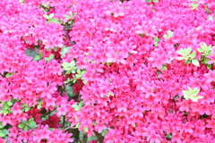 桜は終わったけれど