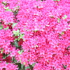 桜は終わったけれど