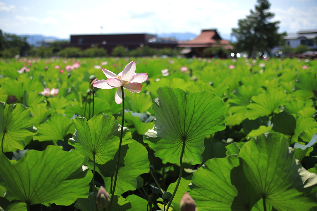 蓮の花