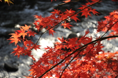 紅葉