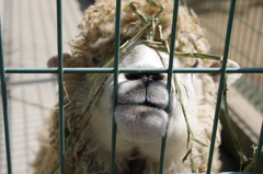 動物園