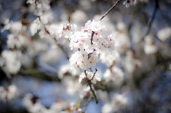 Spring@UBC017