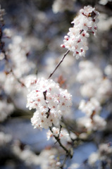 Spring@UBC018