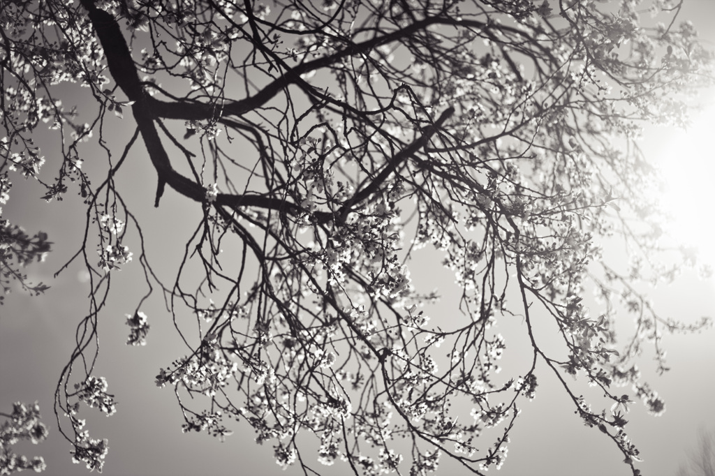Spring@UBC007