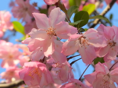 桜といっしょに開く