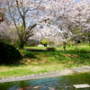 桜と鯉