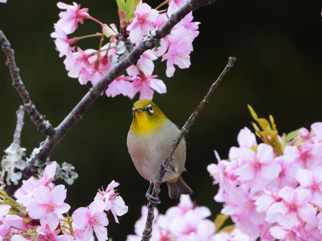 メジロさんと河津桜