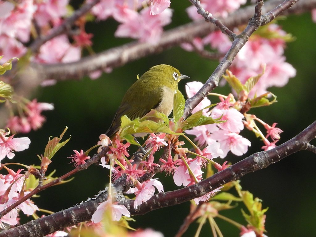 河津桜とメジロ